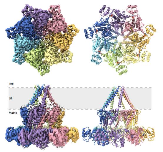 Top and side views of the Bcs1 structure in the ADP state.